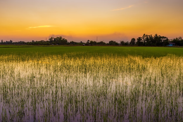 Bellissimo campo di grano verde o mais nel raccolto agricolo del paese asiatico con sfondo cielo al tramonto.