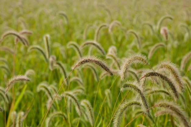 Bellissimo campo di grano