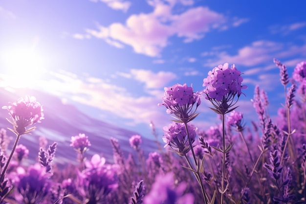 Bellissimo campo di lavanda al sole con spazio per le copie