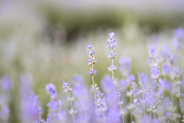 Bellissimo campo di lavanda all'alba Sfondo di fiori viola Fiori di piante aromatiche viola