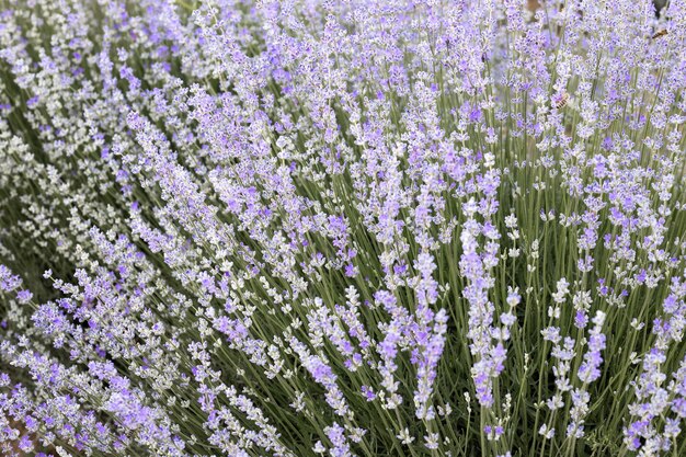 Bellissimo campo di lavanda all'alba Sfondo di fiori viola Fiori di piante aromatiche viola