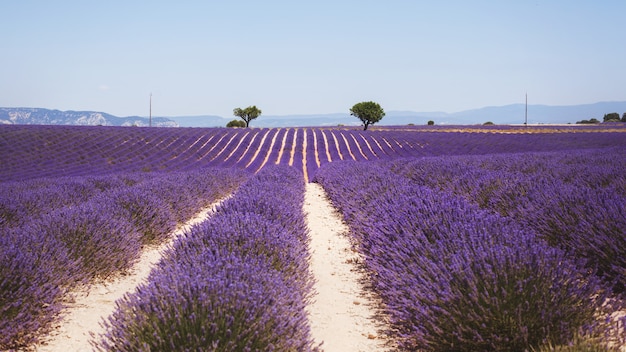 Bellissimo campo di lavanda profumata in piena luce Valensole, Provenza, Francia