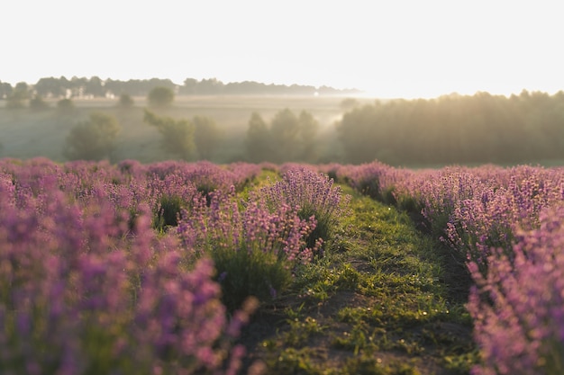 Bellissimo campo di lavanda