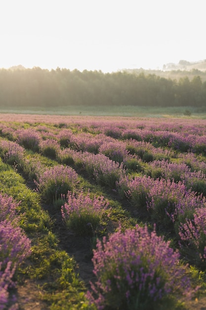 Bellissimo campo di lavanda