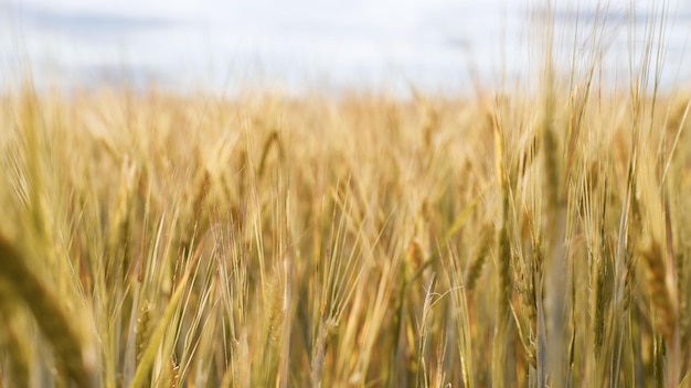 Bellissimo campo di paesaggio in una giornata estiva scena rurale primo piano di spighe di grano campo di grano