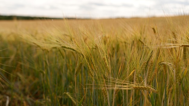 Bellissimo campo di paesaggio in una giornata estiva scena rurale primo piano di spighe di grano campo di grano