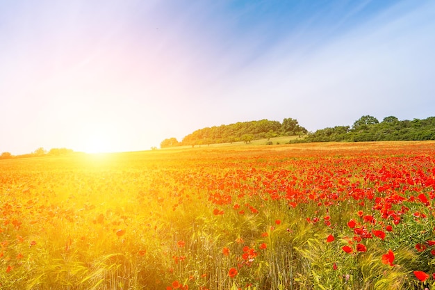 Bellissimo campo di papaveri rossi nella luce del tramonto