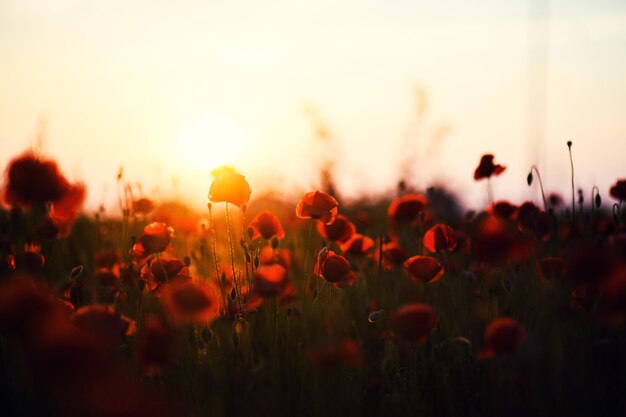 Bellissimo campo di papaveri rossi nella luce del tramonto