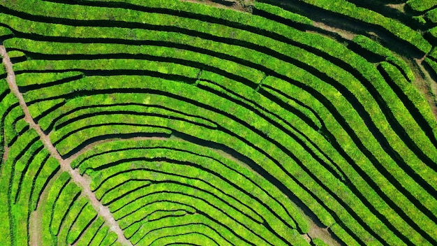 Bellissimo campo di piantagione di tè zoom in drone righe verdi paesaggio nelle montagne