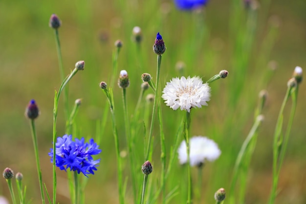 Bellissimo campo di prato con fiori selvatici fiordalisi blu e bianchi