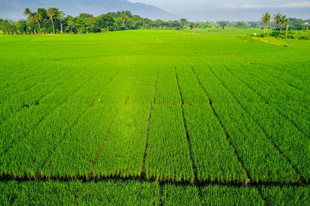 Bellissimo campo di riso verde a Semarang