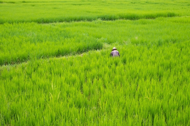 Bellissimo campo di riso verde con paesaggio di campagna di agricoltura alimentare agricoltore asiatico