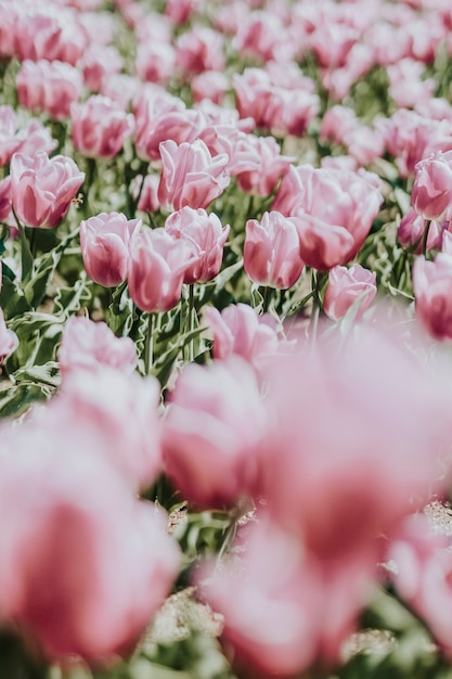 Bellissimo campo di tulipani rosa in fiore