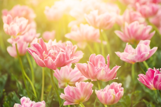 Bellissimo campo di tulipani rosa in primavera floreale su sfondo soleggiato di Pasqua