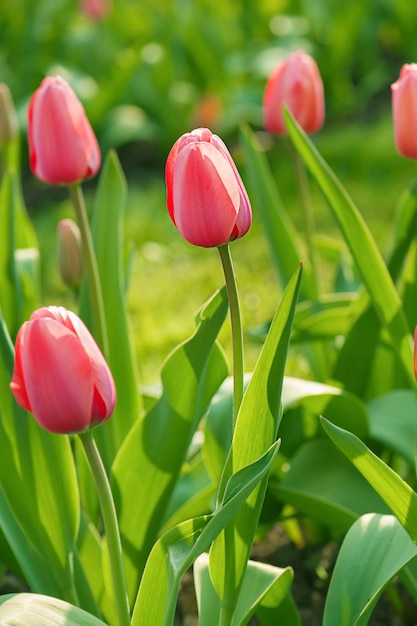 Bellissimo campo di tulipani rosa in primavera, sfondo floreale di Pasqua