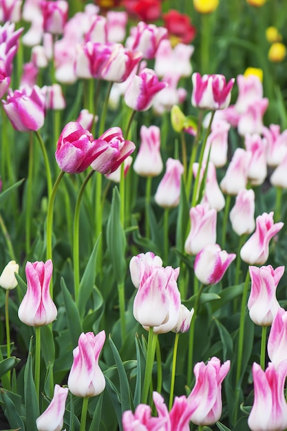 Bellissimo campo di tulipani rosa in primavera sfondo floreale