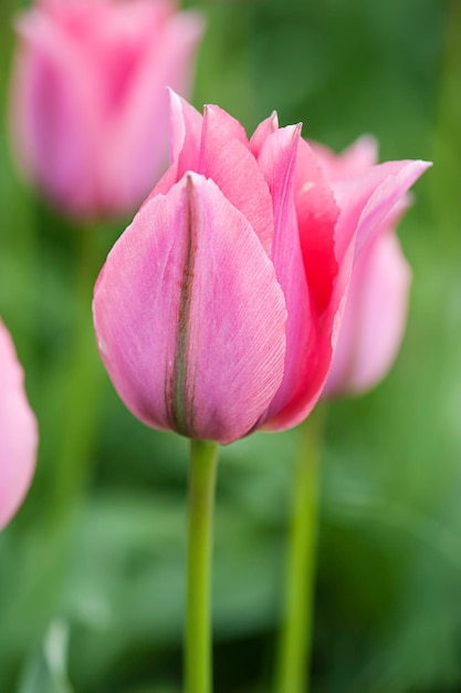 Bellissimo campo di tulipani rosa in primavera sfondo floreale