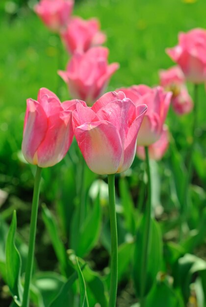 Bellissimo campo di tulipani rosa in primavera