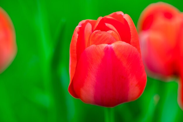 Bellissimo campo di tulipani rossi in primavera con la luce del sole, sfondo floreale.