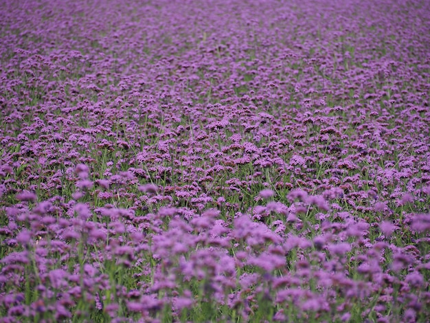 Bellissimo campo di Verbena