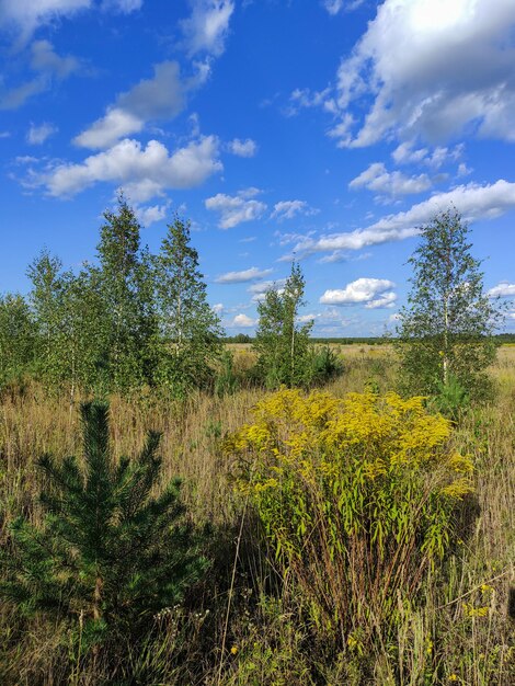 Bellissimo campo e cielo azzurro