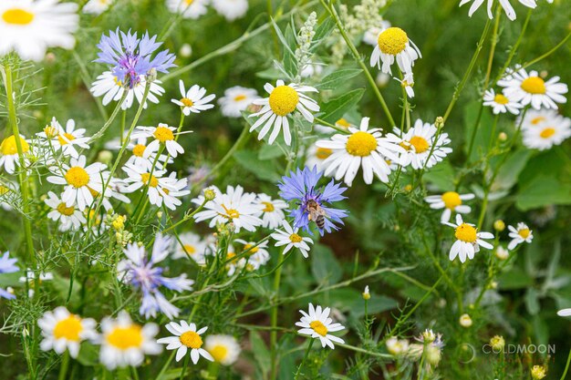 Bellissimo campo estivo di camomilla margherite e fiori di campo