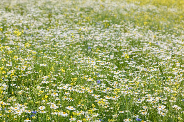 Bellissimo campo estivo di margherite da vicino