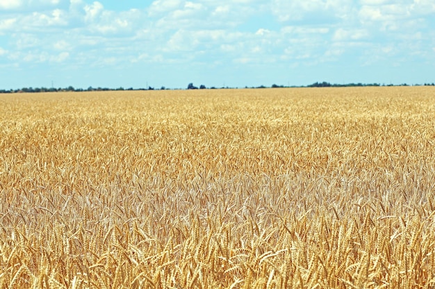 Bellissimo campo estivo