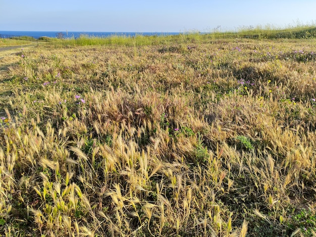 Bellissimo campo estivo