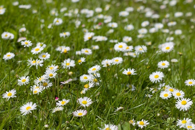 Bellissimo campo fiorito primaverile con margherite ed erba verde