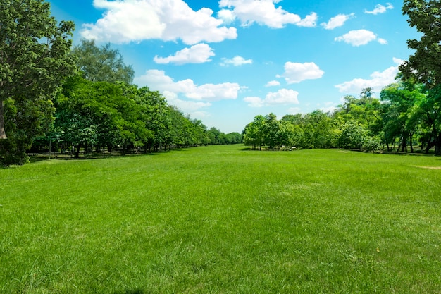 bellissimo campo in erba verde