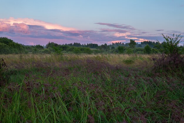 Bellissimo campo nebbioso nella sera d'estate in campagna.