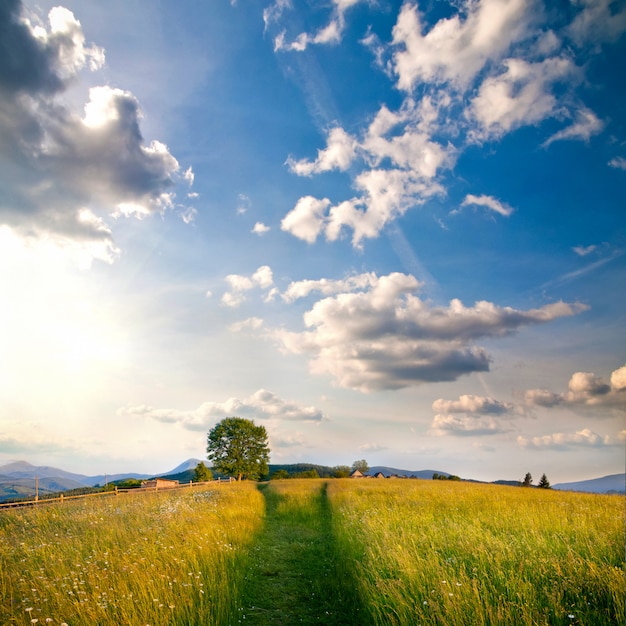 Bellissimo campo nei Carpazi