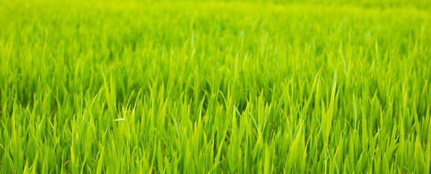 bellissimo campo rurale verde al tramonto scena di campagna all'aperto