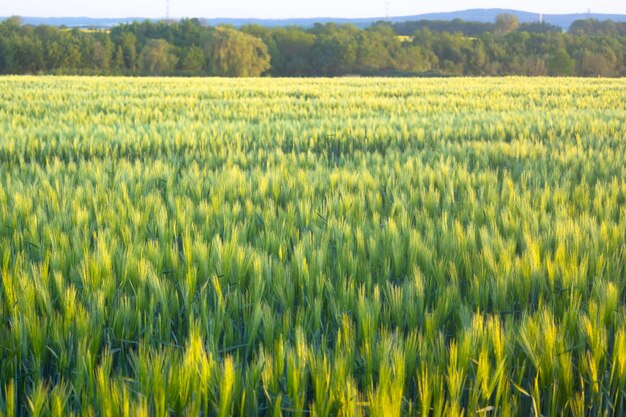 Bellissimo campo verde con agricoltura di sfondo primavera grano giovane