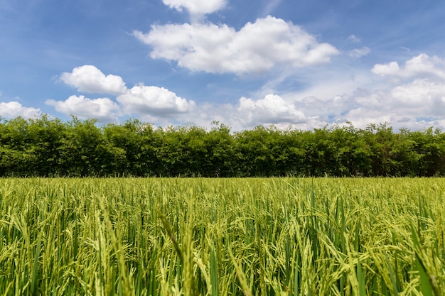 Bellissimo campo verde in campagna con un cielo blu come sfondo.