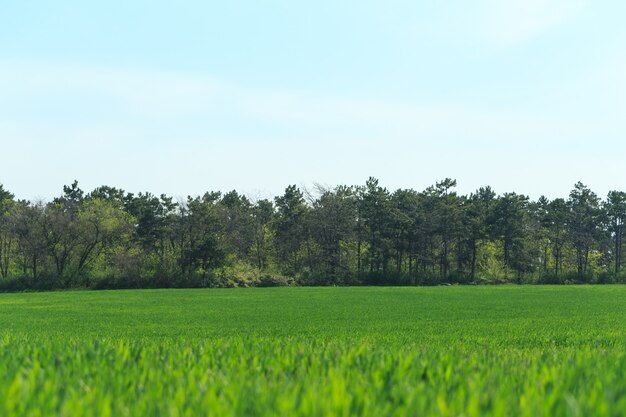 Bellissimo campo verde