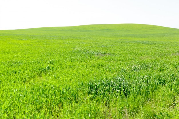 Bellissimo campo verde