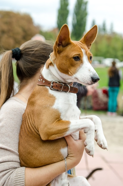 Bellissimo cane basenji nelle mani della padrona in estate per una passeggiata nel parco.