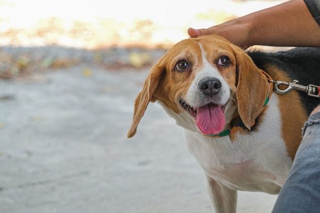 Bellissimo cane beagle all'aperto