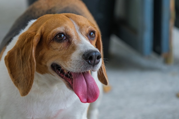 Bellissimo cane beagle in mezzo alla natura