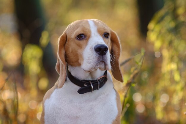 Bellissimo cane Beagle ritratto nella foresta di autunno in giornata di sole