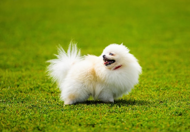 Bellissimo cane bianco soffice e carino sull'erba verde