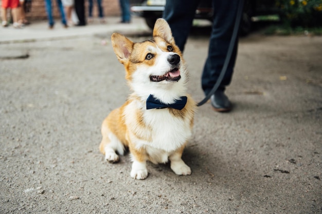 Bellissimo cane corgi che indossa un papillon alla festa di nozze