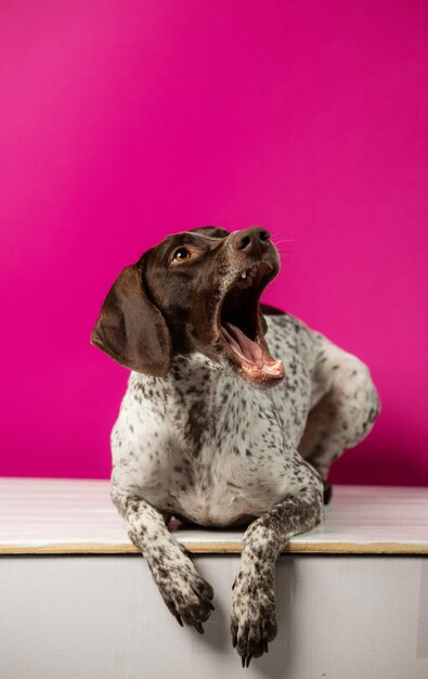 Bellissimo cane da caccia Weimaraner su sfondo rosa