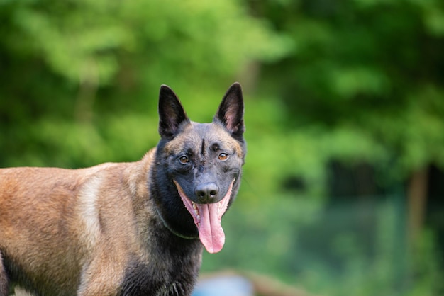 Bellissimo cane da pastore belga malinois stanco con la lingua fuori guardando la telecamera