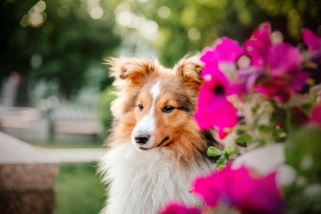 Bellissimo cane da pastore Shetland Sheltie cane all'aperto