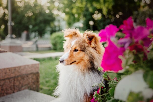 Bellissimo cane da pastore Shetland Sheltie cane all'aperto