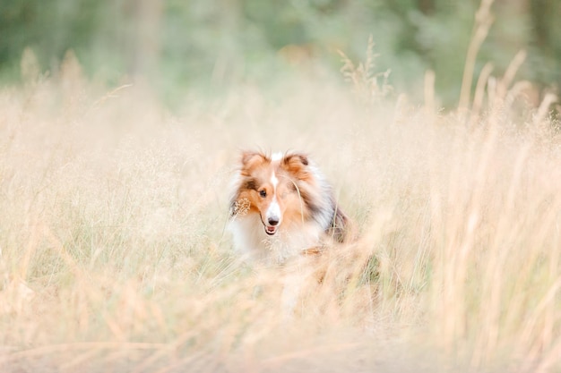 Bellissimo cane da pastore Shetland Sheltie cane all'aperto