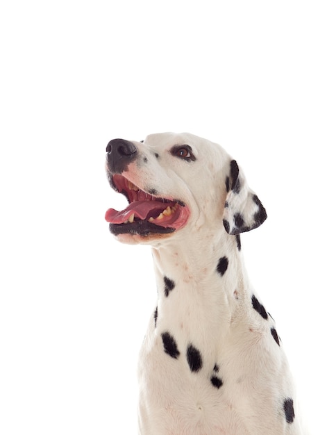 Bellissimo cane dalmata